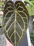 Anthurium Docblock Michelle Hot Pink '23' x Black Widow 13'