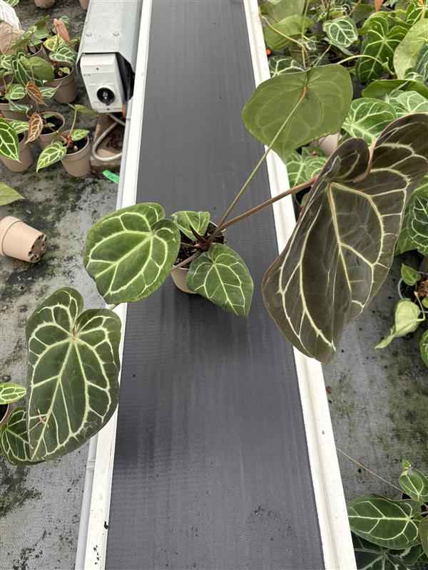 Anthurium Docblock Michelle Hot Pink '23' x Black Widow 13'