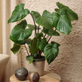 Homalomena KT Green - 6" indoor houseplant
