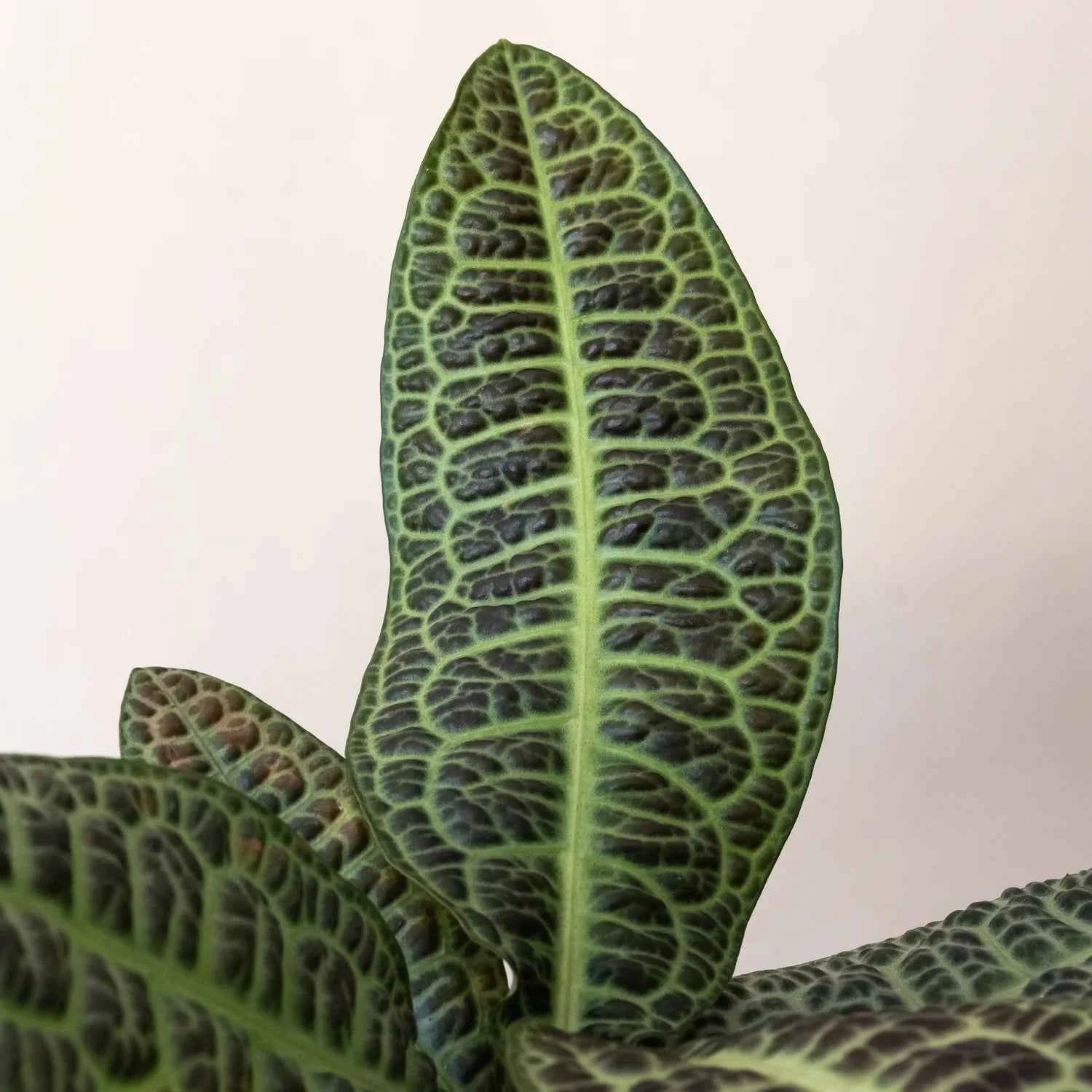 Labisia turtle back