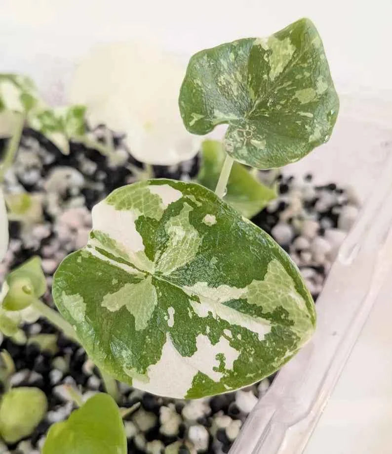 🦄 Variegated MELO ALBO Alocasia 2" starter plant- Rare indoor plant