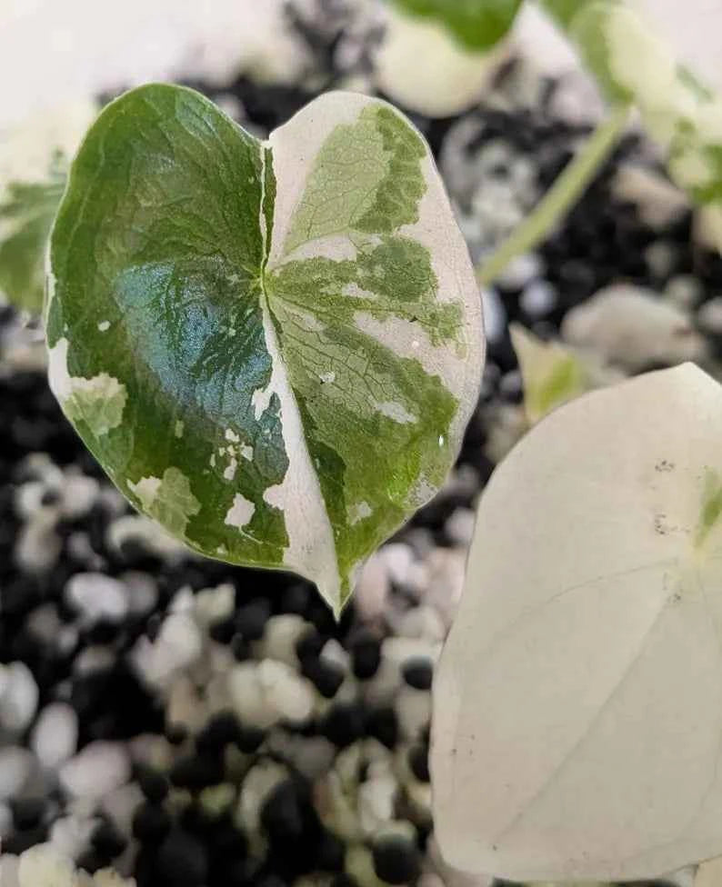🦄 Variegated MELO ALBO Alocasia 2" starter plant- Rare indoor plant