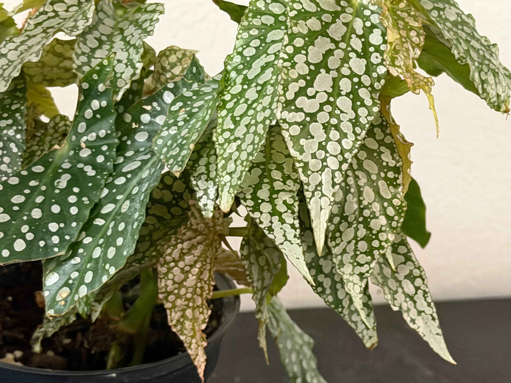 Begonia double dot