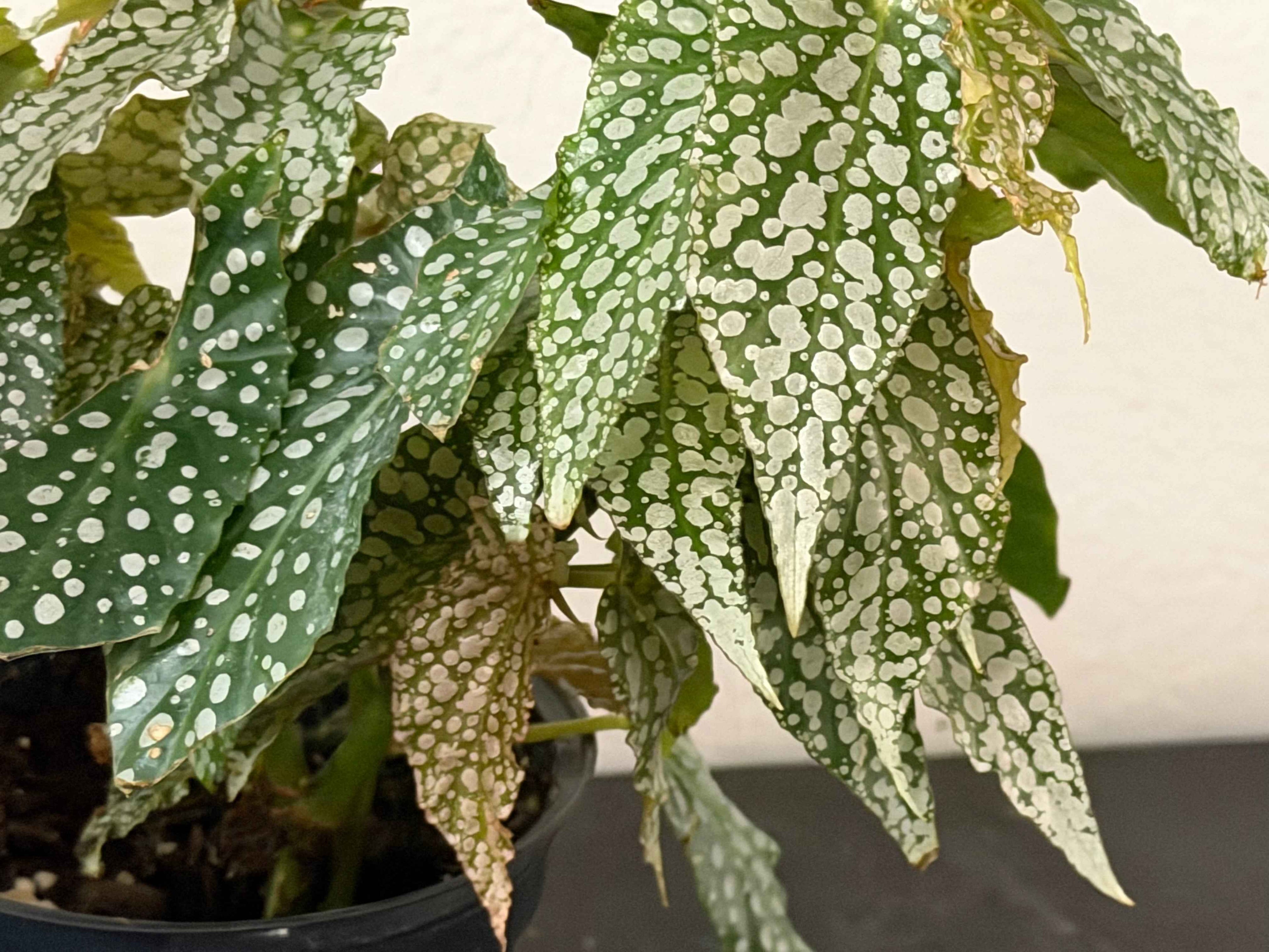 Begonia double dot