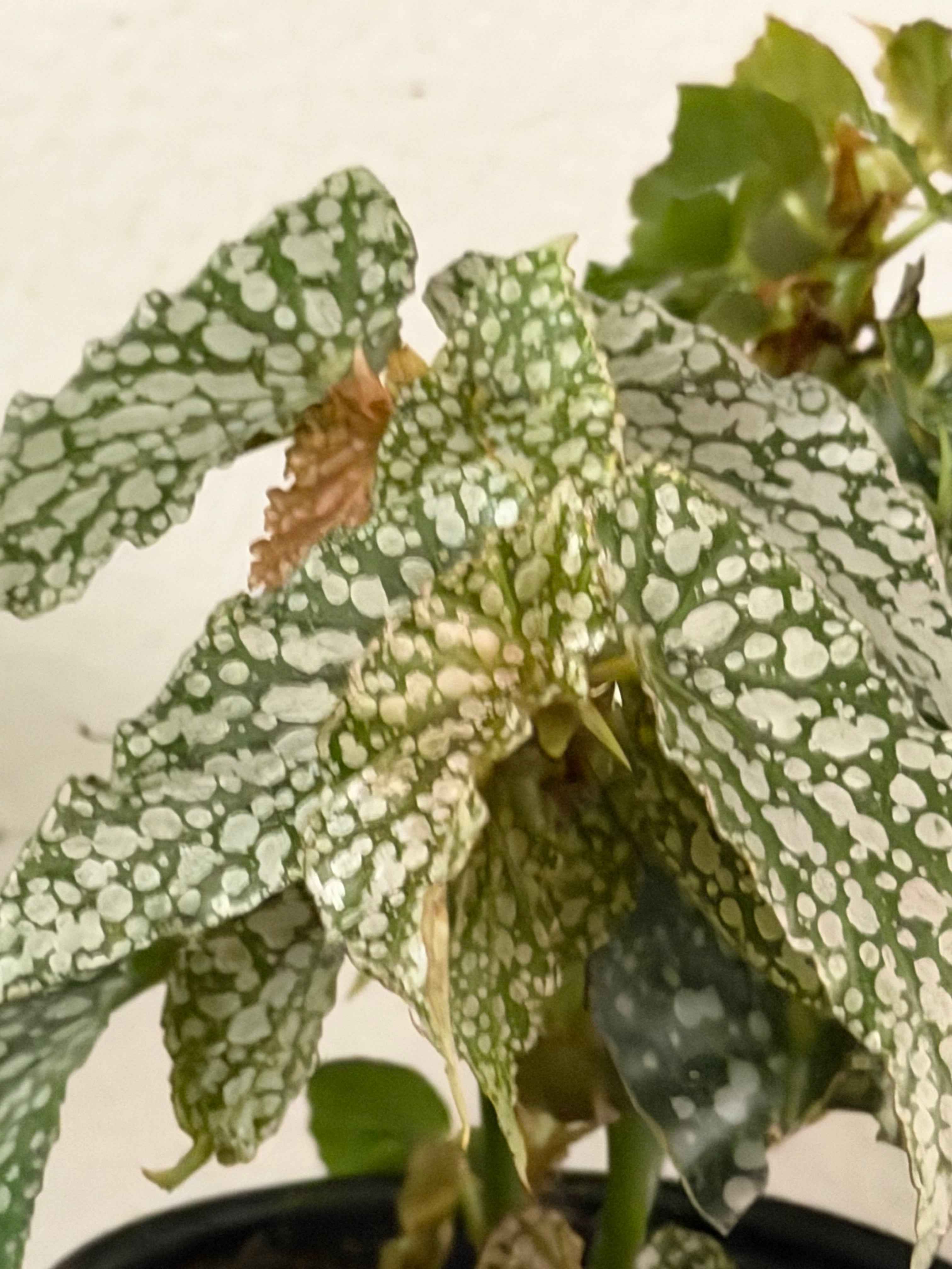 Begonia double dot