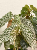 Begonia double dot