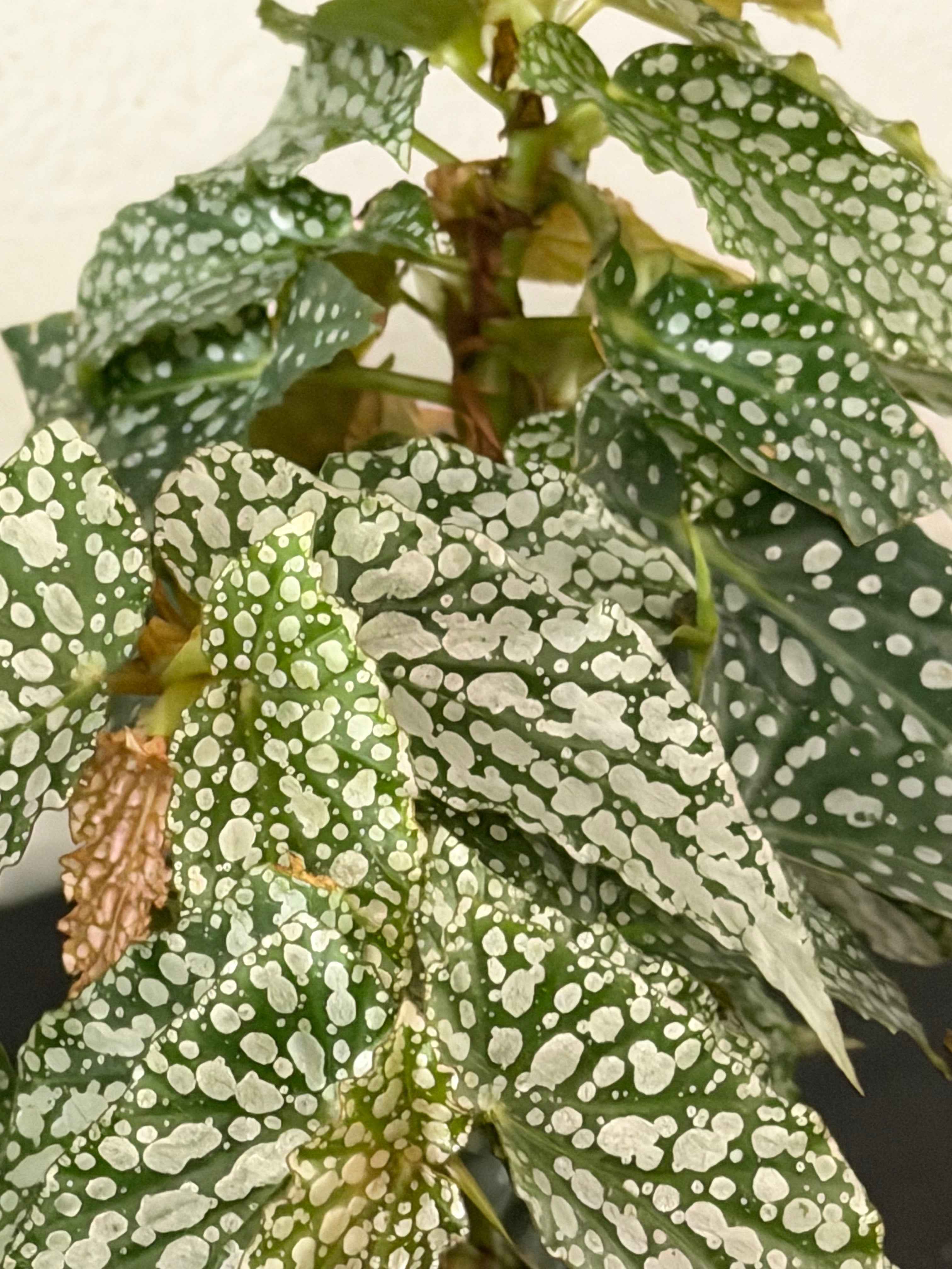 Begonia double dot