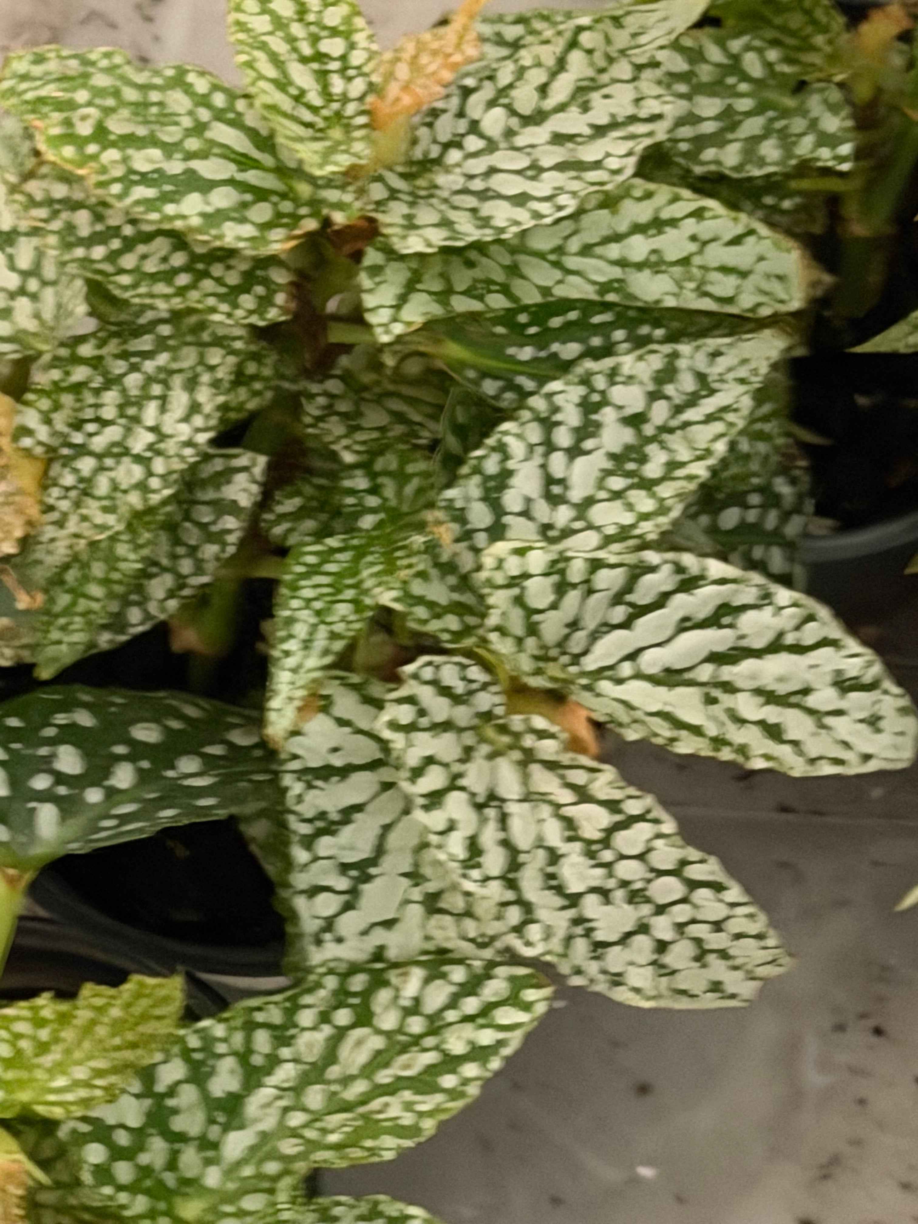 Begonia double dot
