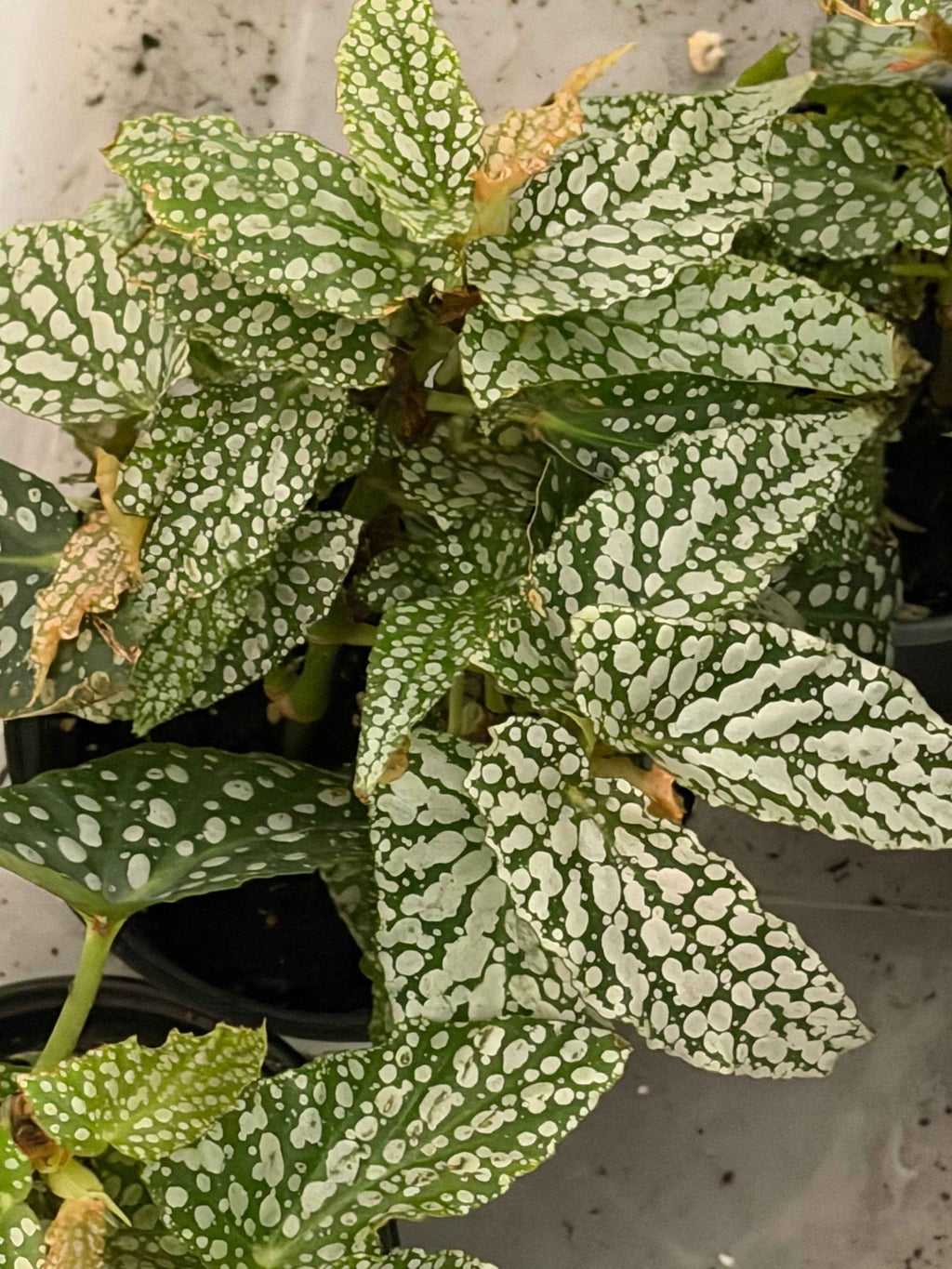 Begonia double dot