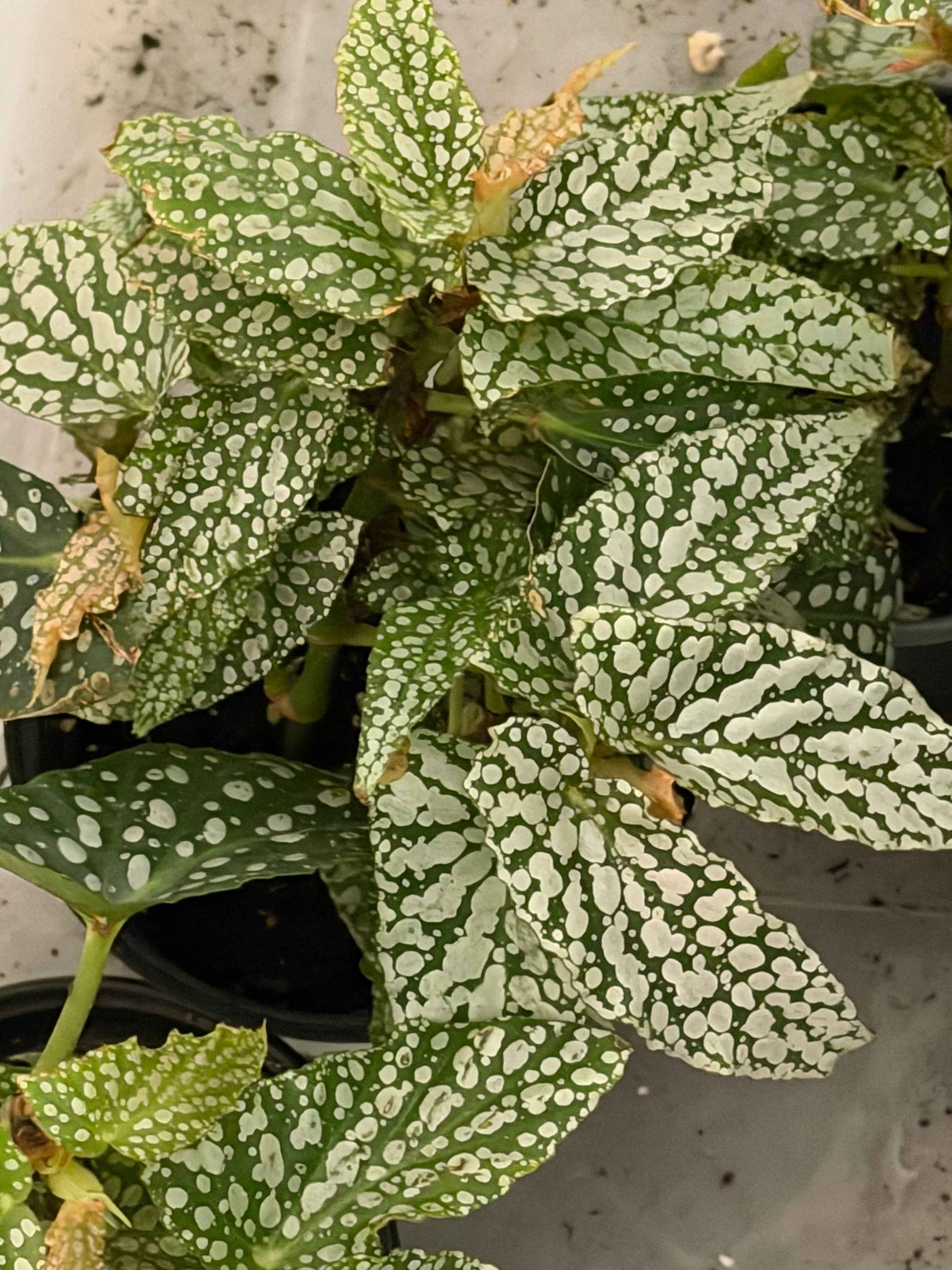 Begonia double dot