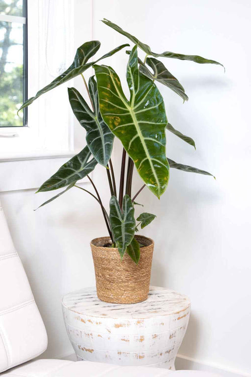 Alocasia Longiloba-6"