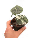 🦄 Variegated MELO ALBO Alocasia 2" starter plant- Rare indoor plant