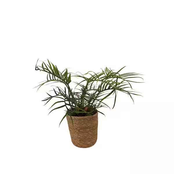 Philodendron Tortum