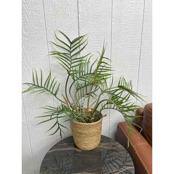 Philodendron Tortum