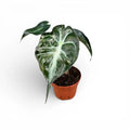 Alocasia Venom 2" Starter Plant