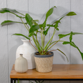 Philodendron Joepii 6"