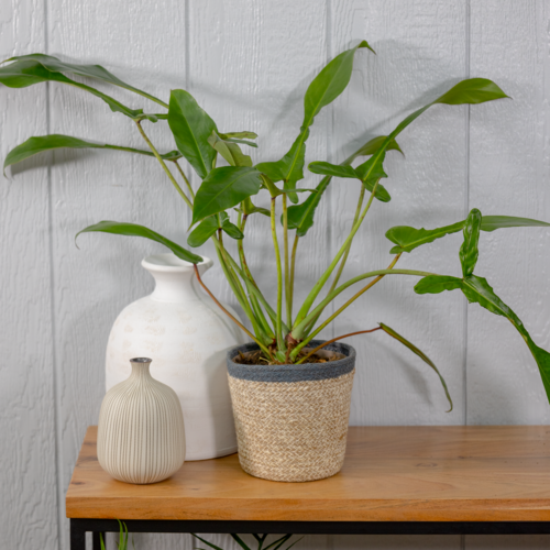 Philodendron Joepii 6"
