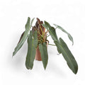 Philodendron Atabapoense-5"