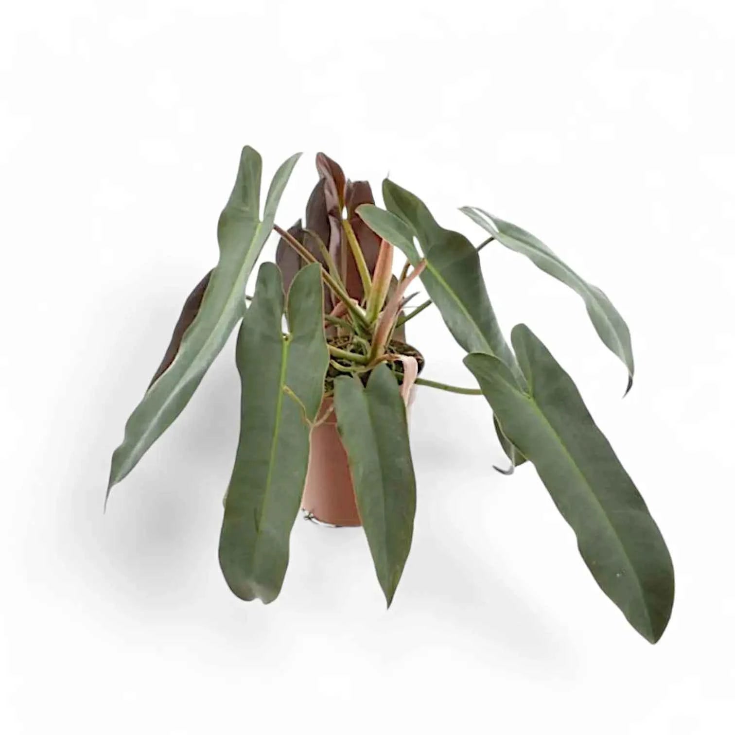 Philodendron Atabapoense-5"