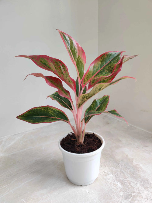 Aglaonema Lipstick Pink-12cm