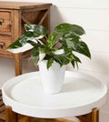 Philodendron White Wizzard-12cm