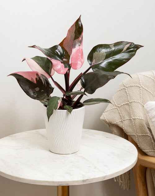 Philodendron Pink Princess