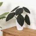 Alocasia melo