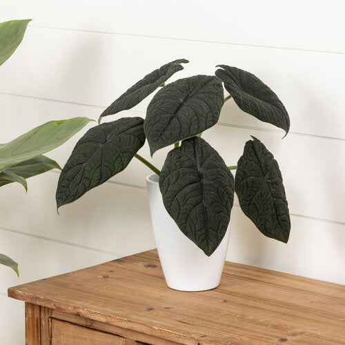Alocasia melo