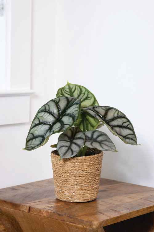 Alocasia Silver Dragon-12cm