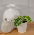 Anthurium silver blush