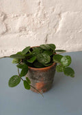Hoya mathilda splash