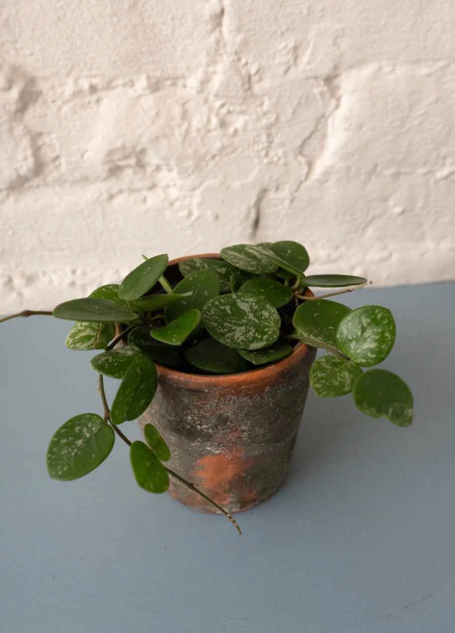 Hoya mathilda splash