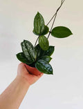 Hoya   Vanviengiensis