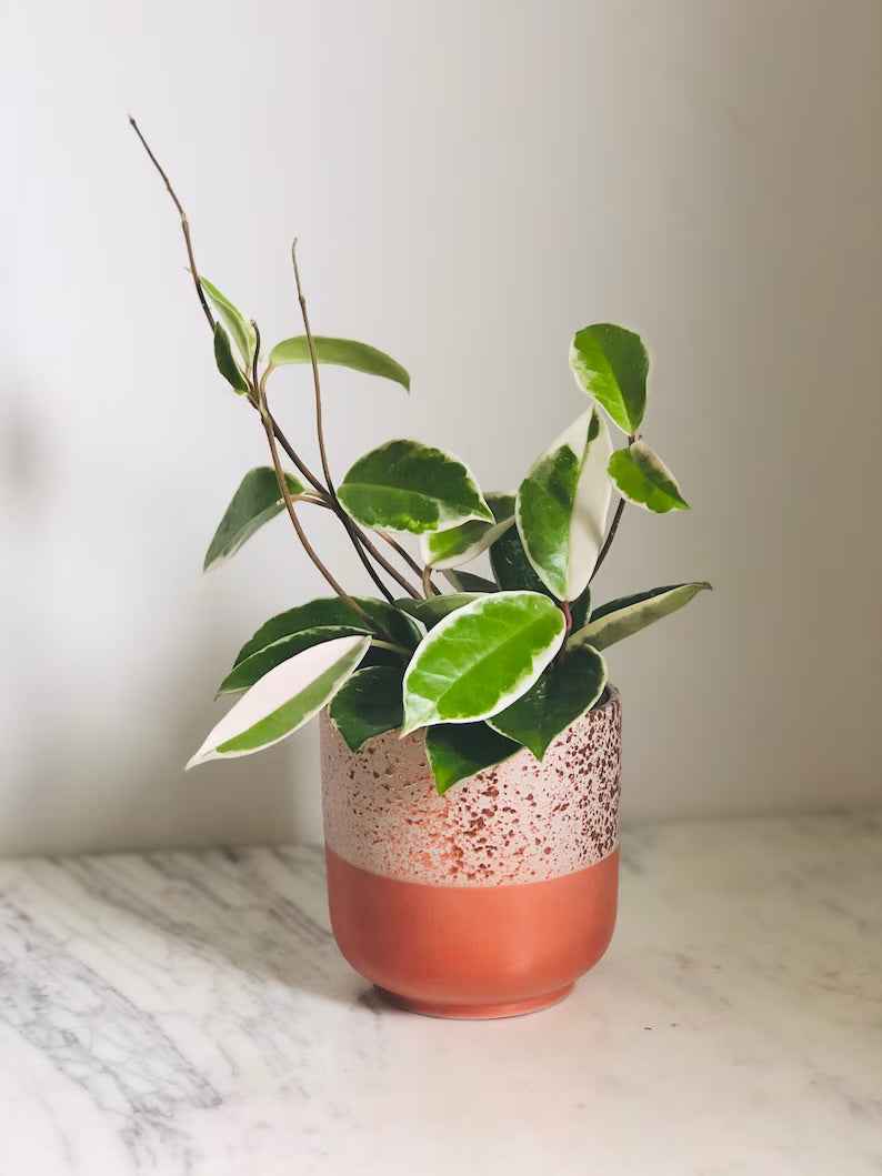 Hoya Carniso tricolor