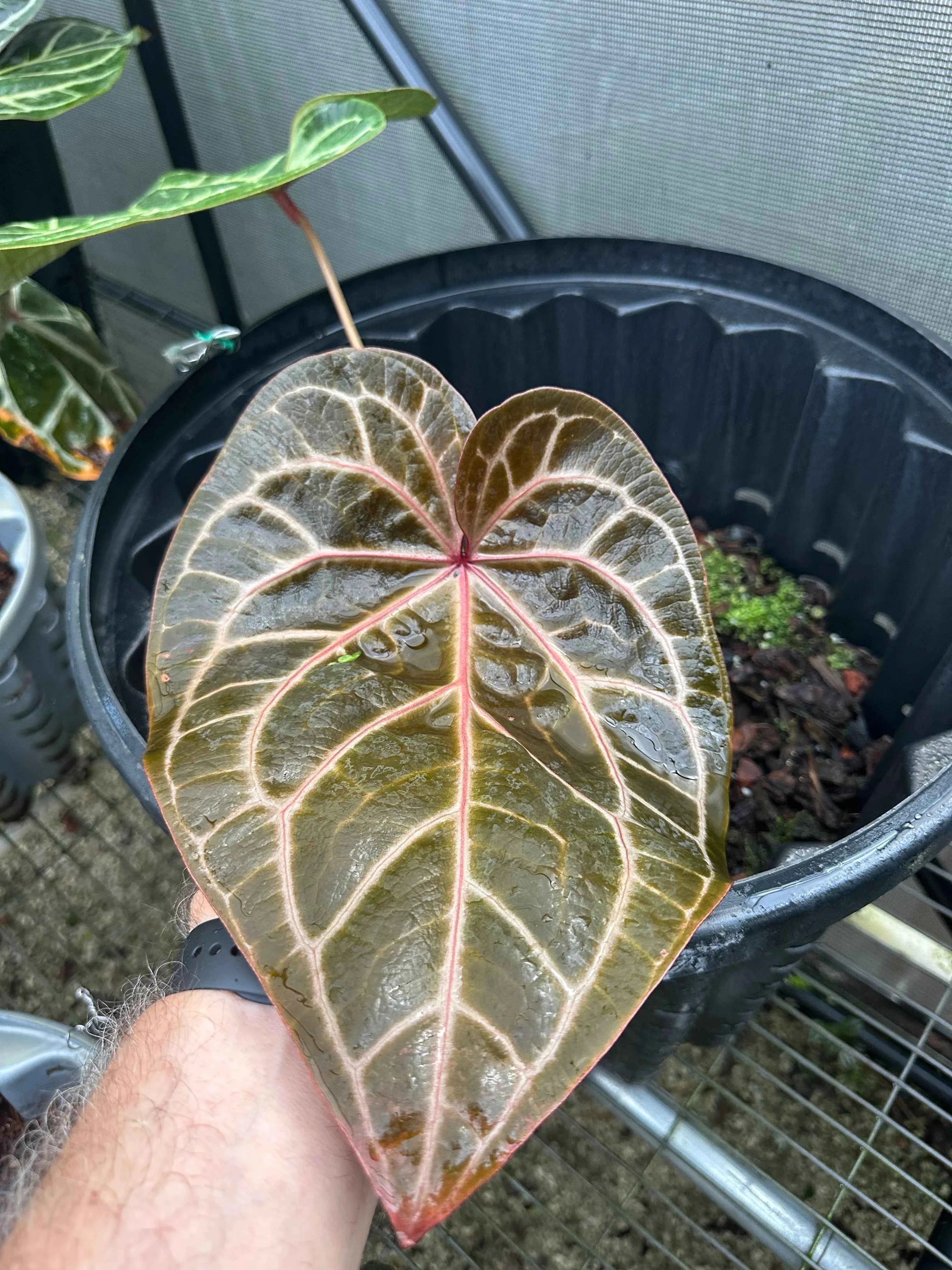 Anthurium DocBlock Zara '14' x DocBlock Zara 14'