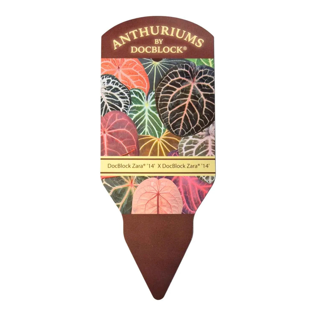 Anthurium DocBlock Zara '14' x DocBlock Zara 14'