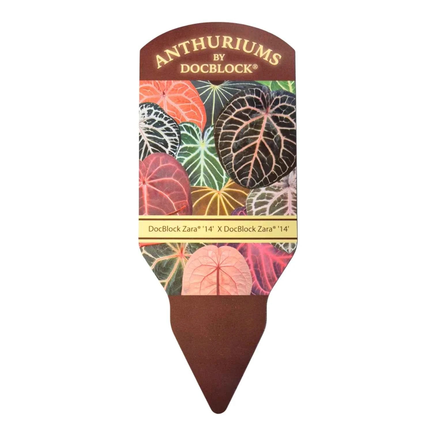 Anthurium DocBlock Zara '14' x DocBlock Zara 14'