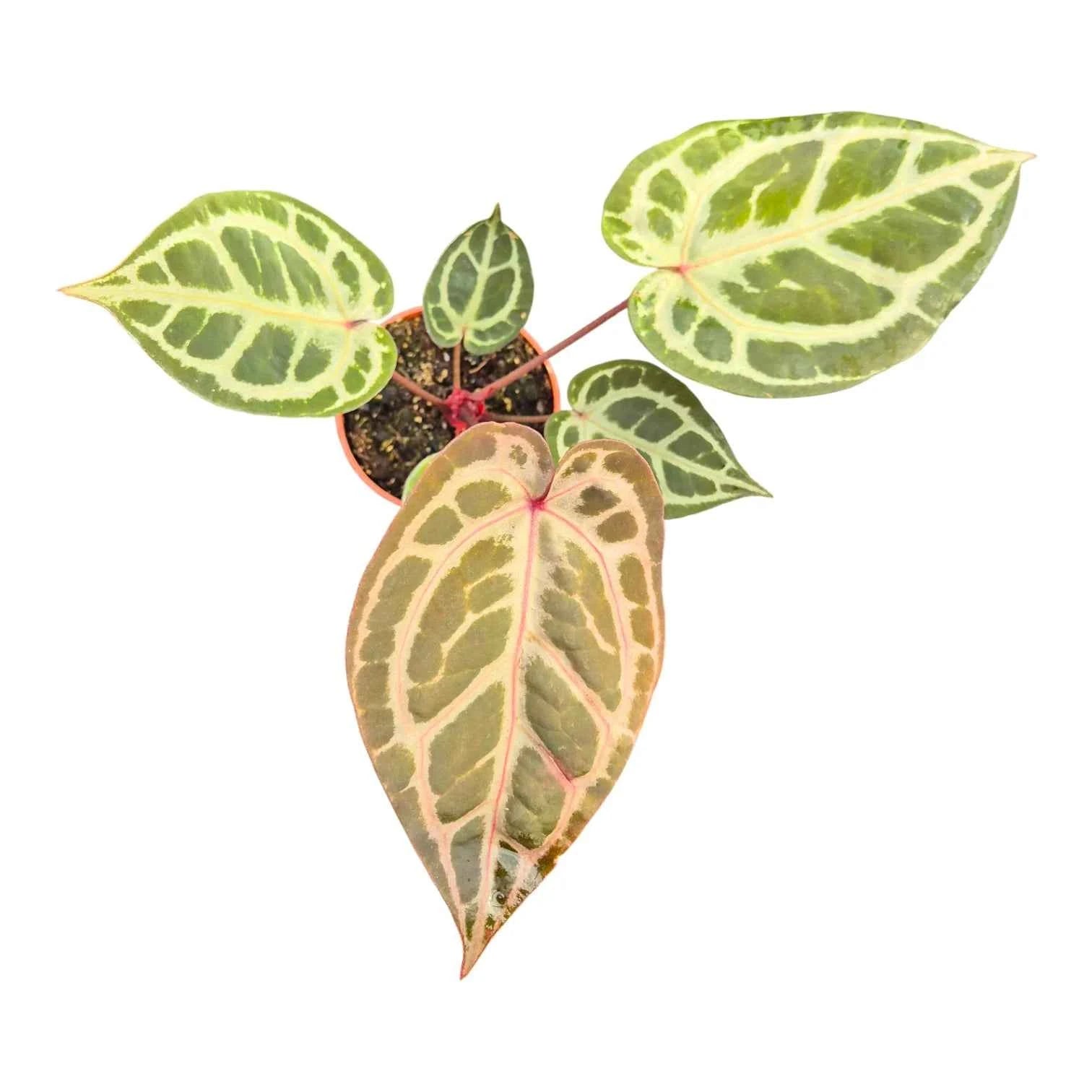 Anthurium DocBlock Zara '14' x DocBlock Zara 14'