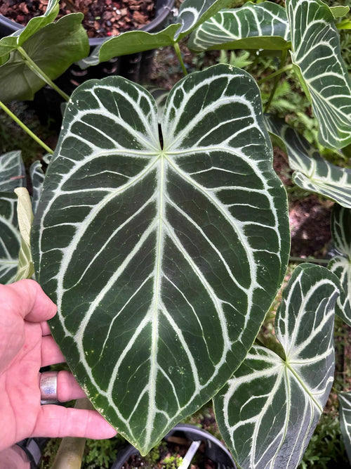 Anthurium Brielle '16' x Brielle 16