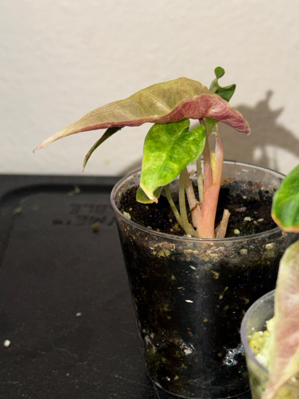 Variegated Albo Polly Alocasia -2"Starter Plant Plugs