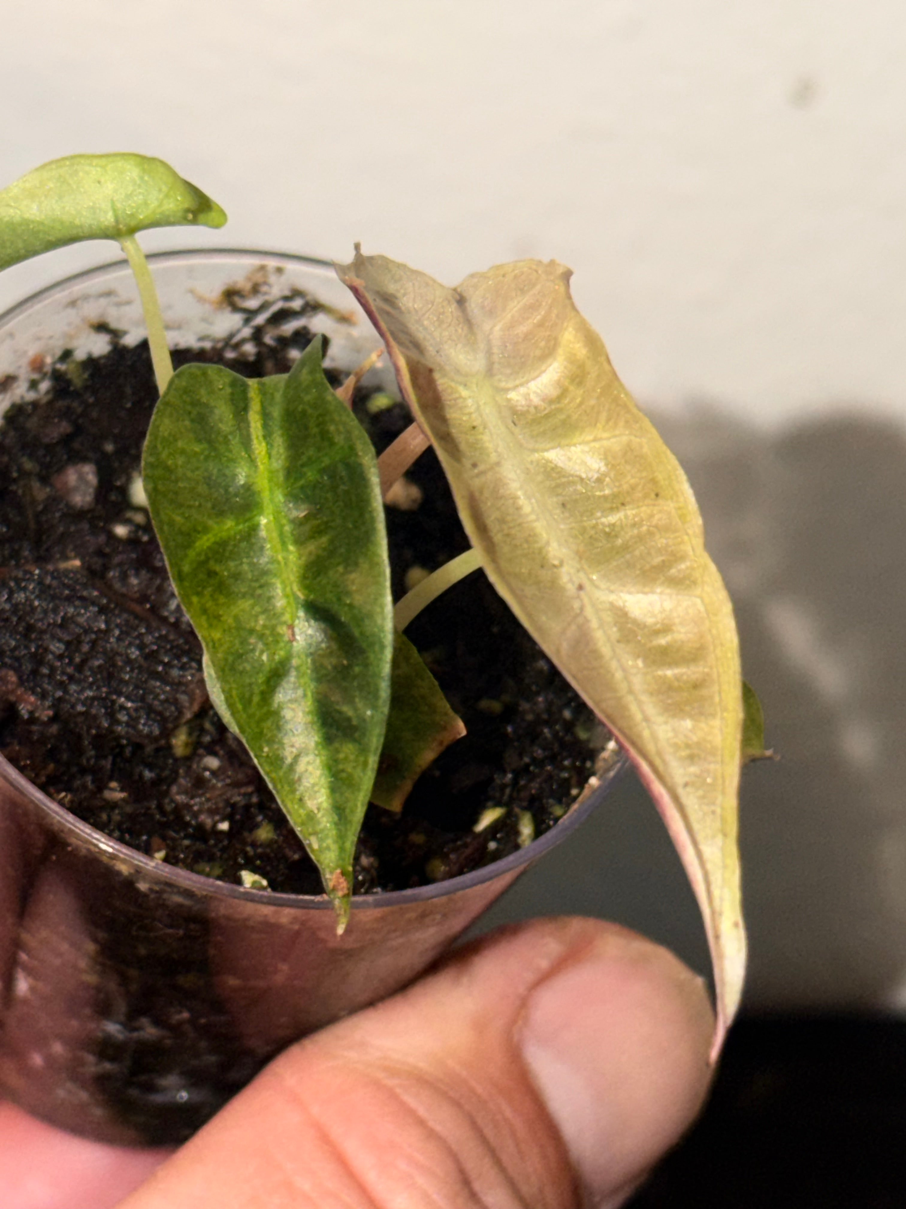 Variegated Albo Polly Alocasia -2"Starter Plant Plugs