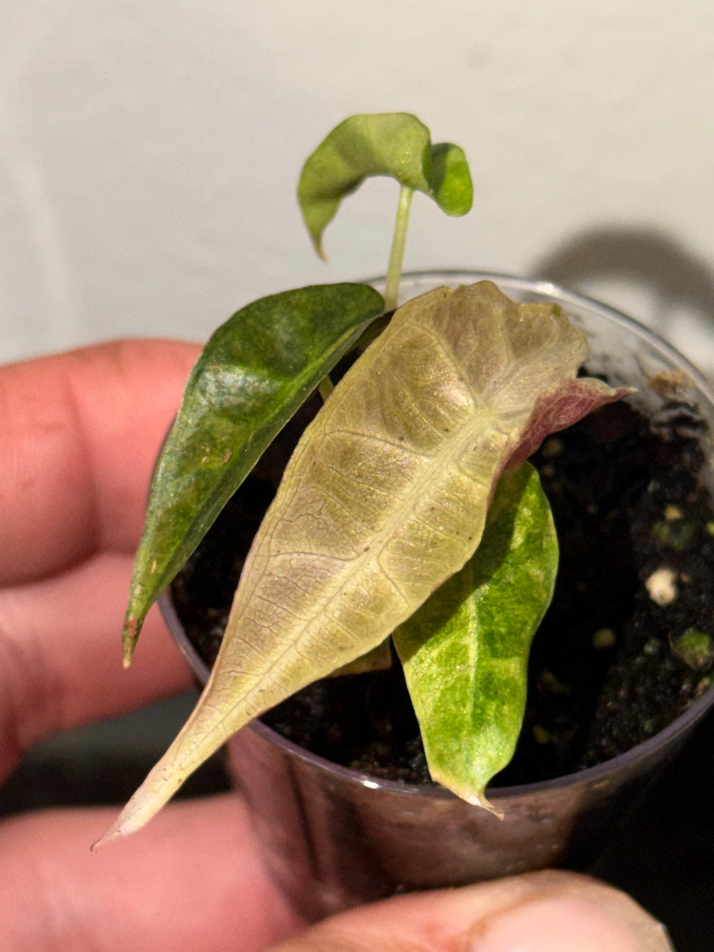 Variegated Albo Polly Alocasia -2"Starter Plant Plugs