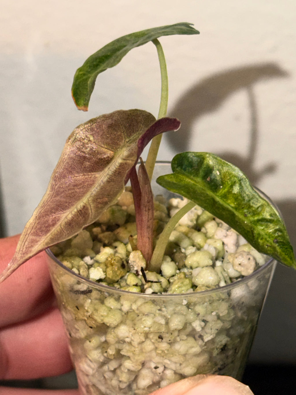 Variegated Albo Polly Alocasia -2"Starter Plant Plugs