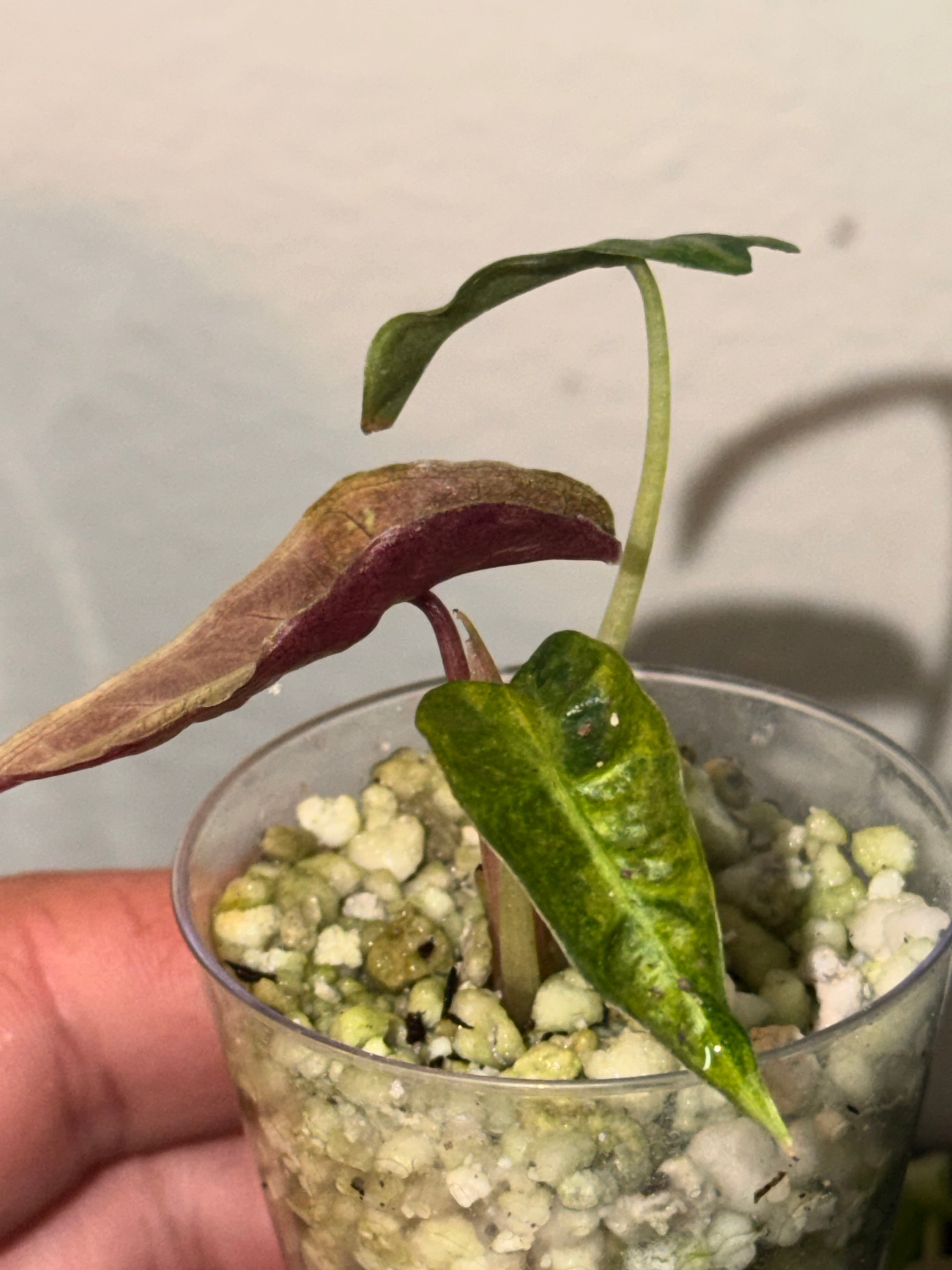 Variegated Albo Polly Alocasia -2"Starter Plant Plugs