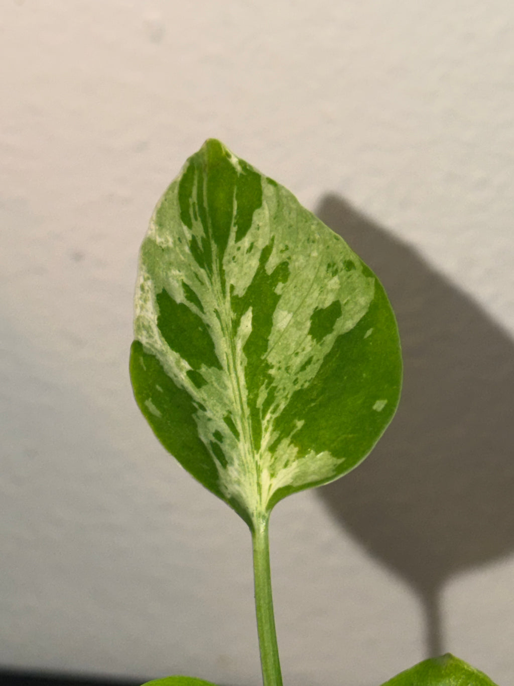 Variegated Monstera Bulbasaur  3"- Rare Starter Plant Plug
