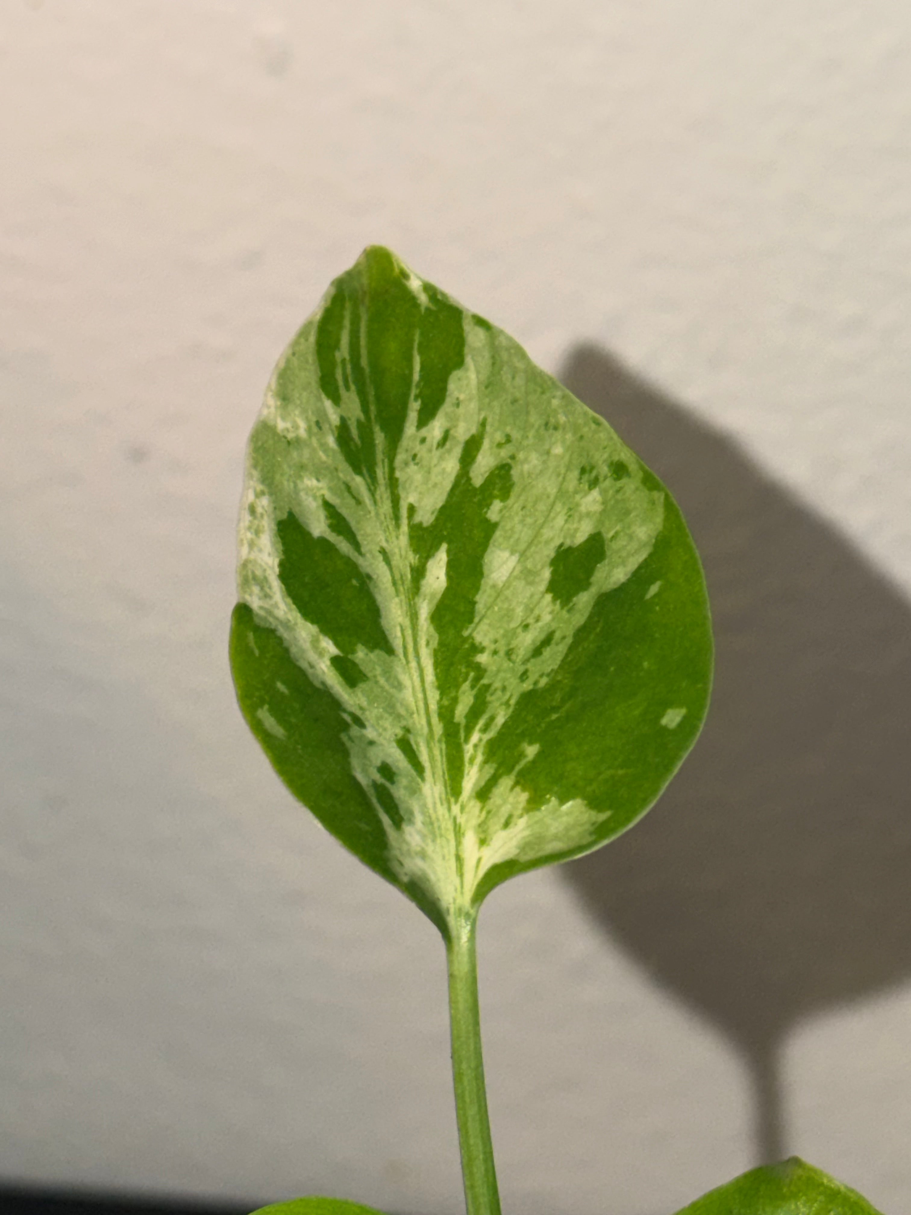 Variegated Monstera Bulbasaur  3"- Rare Starter Plant Plug