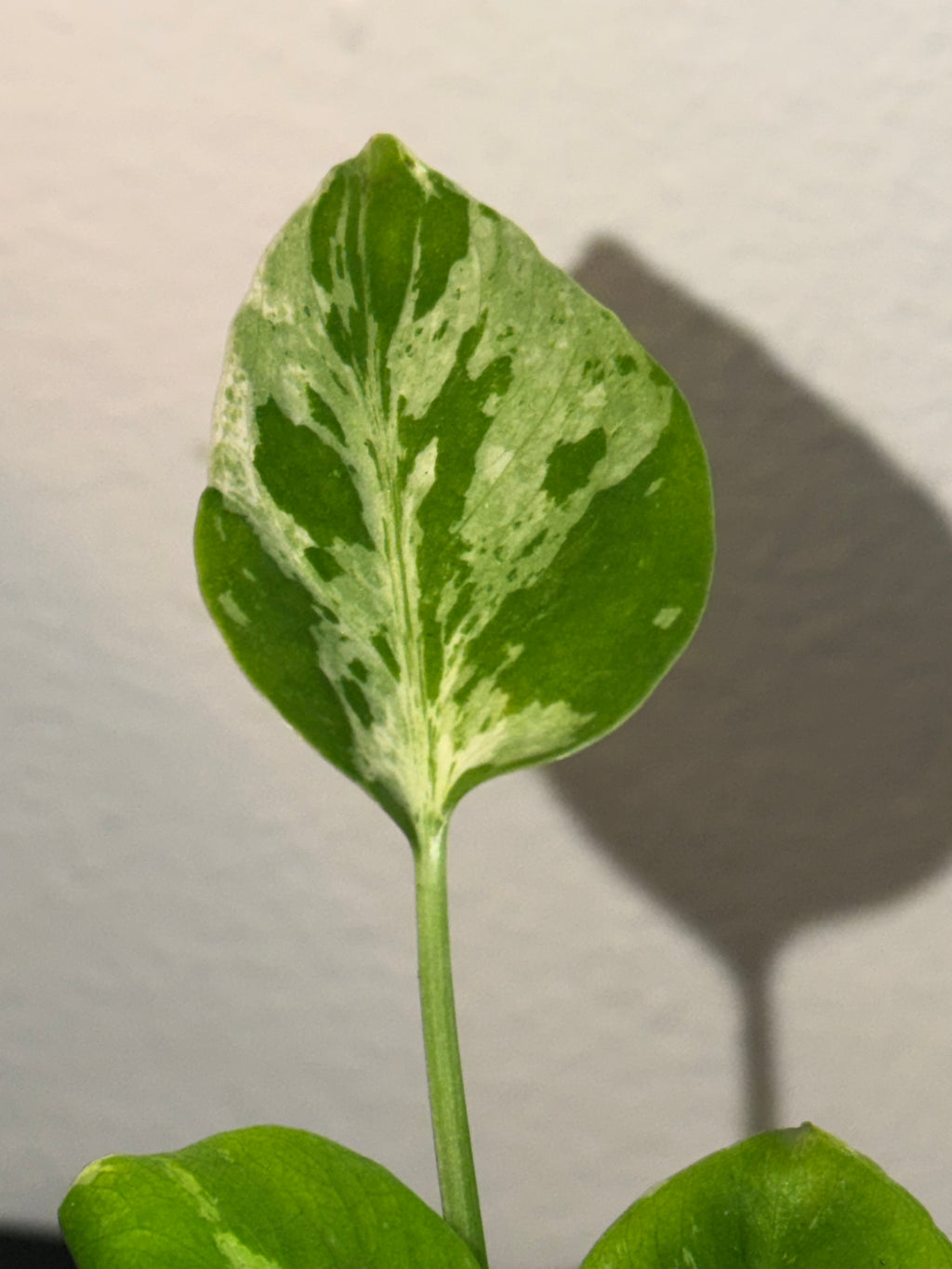 Variegated Monstera Bulbasaur  3"- Rare Starter Plant Plug