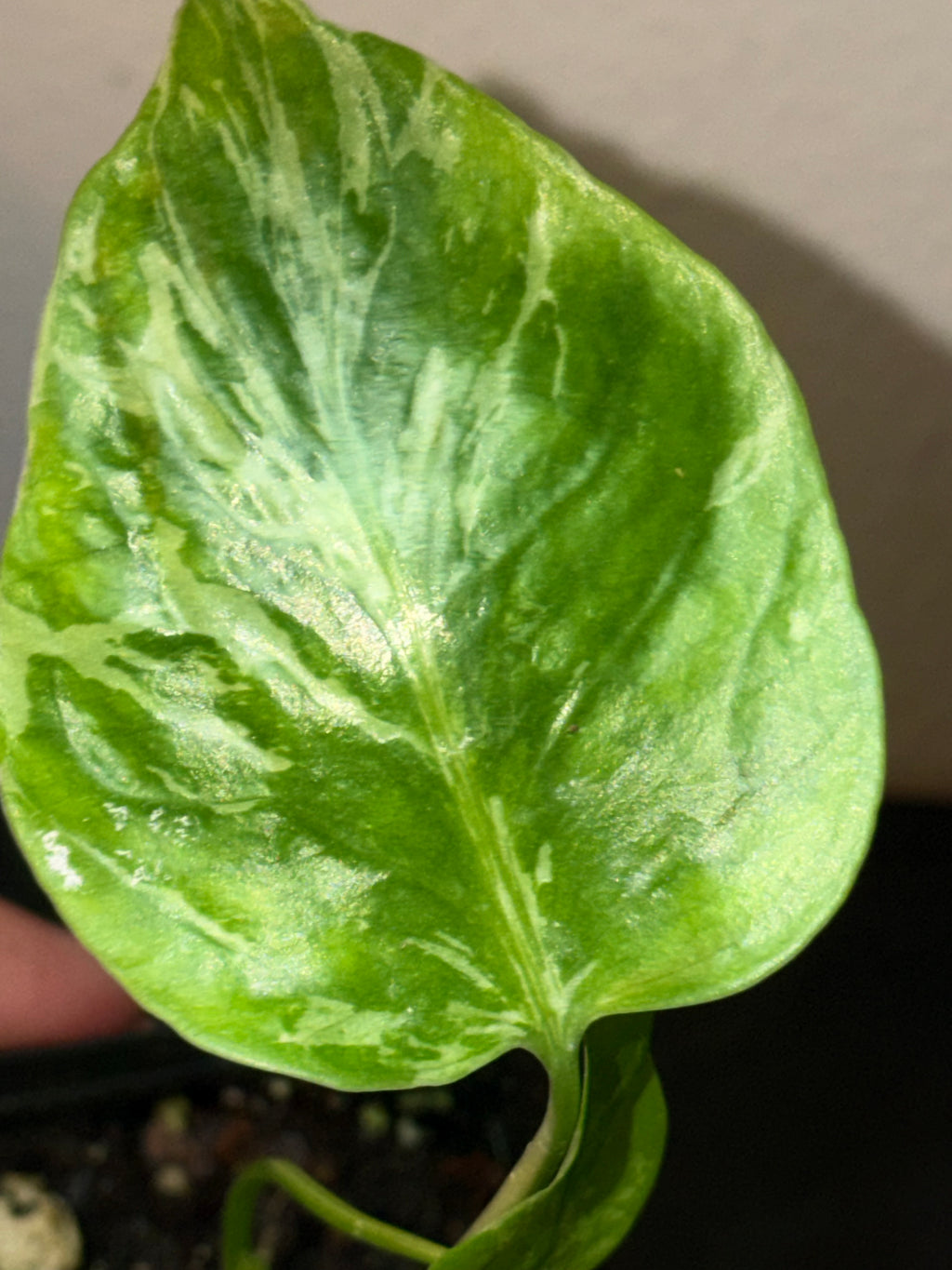 Variegated Monstera Bulbasaur  3"- Rare Starter Plant Plug