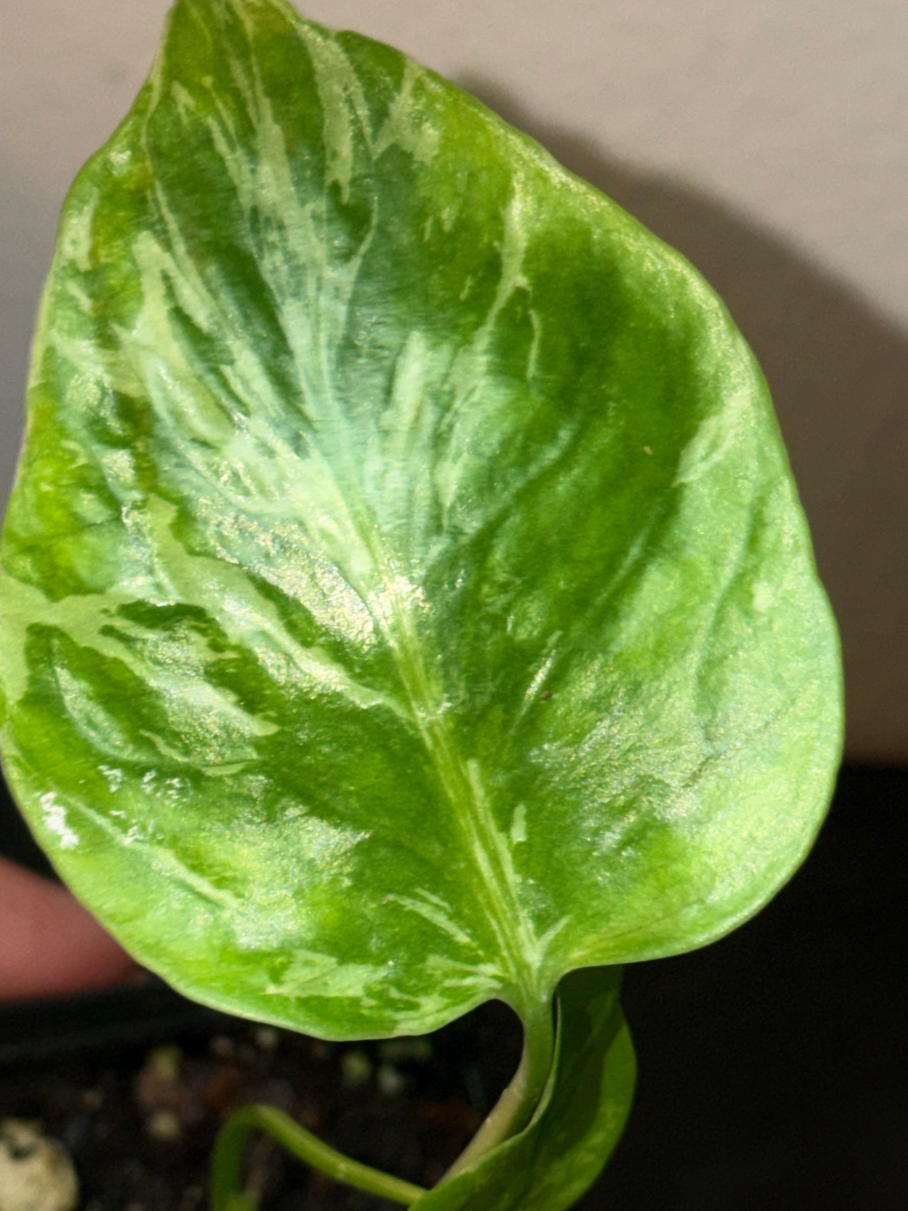 Variegated Monstera Bulbasaur  3"- Rare Starter Plant Plug