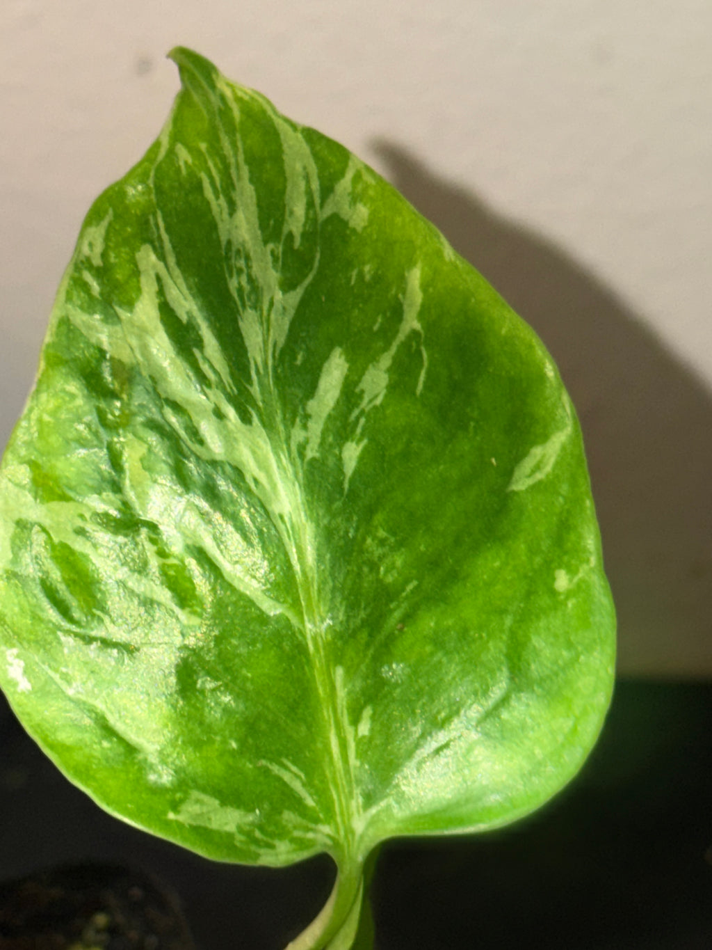 Variegated Monstera Bulbasaur  3"- Rare Starter Plant Plug